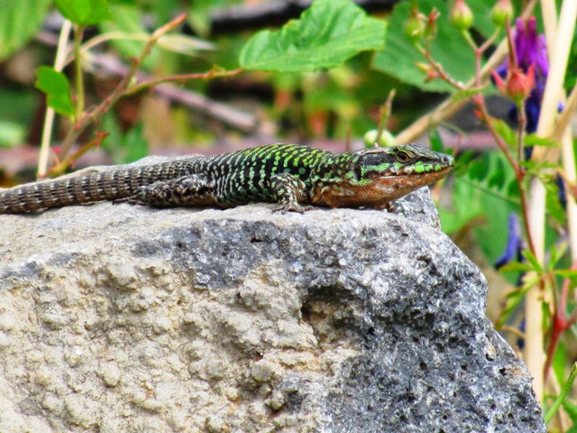 Podarcis sicula - Podarcis siculus